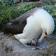 Illustration for article titled The worlds oldest wild bird has given birth!
